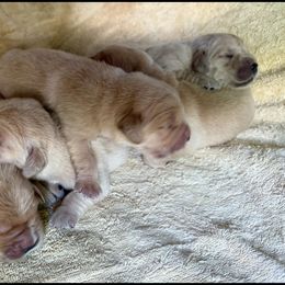 Girl 2 - Golden female Golden Retriever puppy in Green Bay, Virginia from Golden Rock Farm
