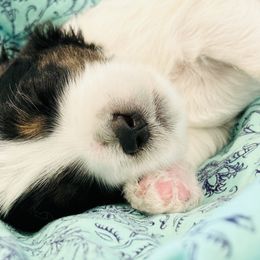 Bernedoodle Puppies from Salty Point Doodles