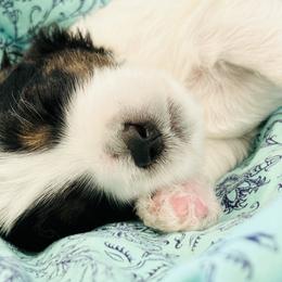Bernedoodle Puppies from Salty Point Doodles