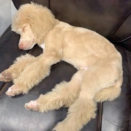 Poodles from Studmuffin Services