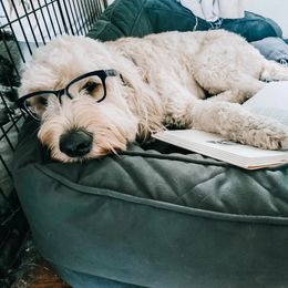 Kevin - Goldendoodle