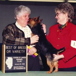 Australian Terrier Puppies from Outbackred Aussies