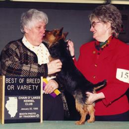 Australian Terrier Puppies from Outbackred Aussies