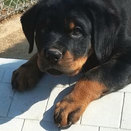 Rottweiler Puppies from Highland Rottweilers