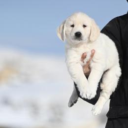 Bernese Mountain Dog, Golden Mountain Dog, and Golden Retriever Puppies from Grateful Bernese & Gage's Goldens