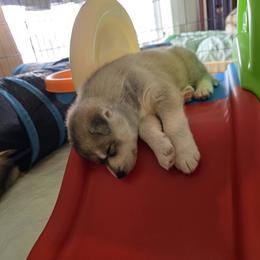 Siberian Husky Puppies from Northern Staar Kennel