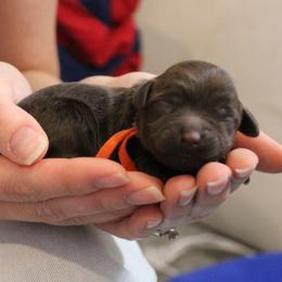Orange collar Zulu - Caramel male Australian Labradoodle puppy in Provo, Utah from EllsWORTH Labradoodles LLC