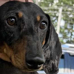 Maddie - Dachshund