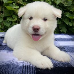Gabriel - White male Alaskan Malamute puppy in Michigan from Warrior’s Legacy Alaskan Malamutes