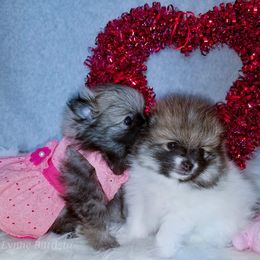 Pomeranian Puppies from Pawsome Poms