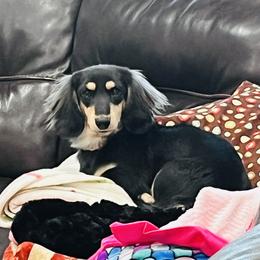Ruby - Dachshund