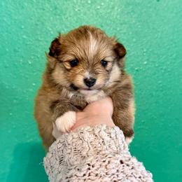 Tails - Red sable male Pomeranian puppy in Stroud, Oklahoma from Laik’s Little Shihtz & Poms