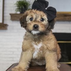 Assorted Doodle Crosses, Bernedoodle, Double Doodle, Goldendoodle, Labradoodle, and Whoodle Puppies from Our Little Farm Life Doodles