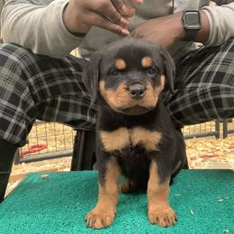 Rottweiler Puppies from Rottweilers Vom Haus Forte