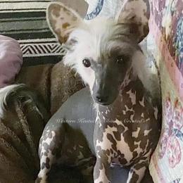 Chihuahua and Chinese Crested Puppies from Western Kentucky Chihuahua’s and Chinese Crested’s