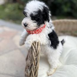 Darby - Black and white female Bernedoodle puppy in Cocoa, Florida from The Beach Doodles