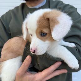 Mochi - Sable merle and white female American Corgi puppy in Paxton, Illinois from McGovern Family Corgis