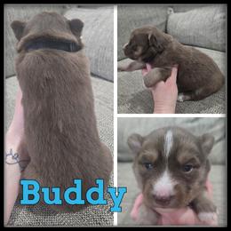 Buddy - Red and white male Siberian Husky puppy in Wheeler, Michigan from Haase Family Kennels