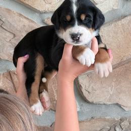 White - Black, white and red female Greater Swiss Mountain Dog puppy in Everett, Pennsylvania from Sweet Stream Swissies