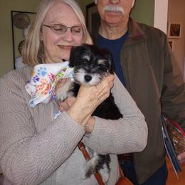 Miniature Schnauzer Puppies from Shenandoah Schnauzers
