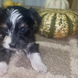 Girl 1 - Parti female Yorkshire Terrier puppy in Memphis, Tennessee from Ricketta’s Yorkie Babies