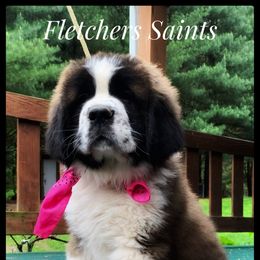 Saint Bernard Puppies from Fletchers Saints