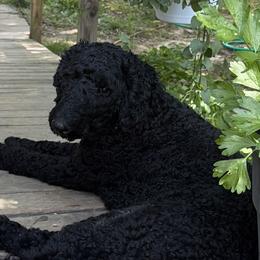 Goldendoodles from McCaslin's Doddles