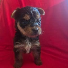 Red Girl - Black and tan female Yorkshire Terrier puppy in St. Louis, Missouri from Yorkieville - Shih Tzu Nation