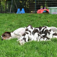 Drentsche Patrijshond and Spinone Italiano Puppies from Two Gun Kennels