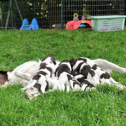 Drentsche Patrijshond and Spinone Italiano Puppies from Two Gun Kennels