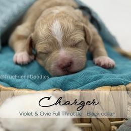 CHARGER - Black collar - Apricot male Goldendoodle puppy in Watertown, New York from True Friend Doodles