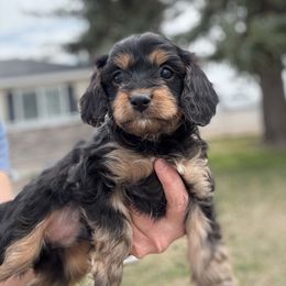 Bandit - Black and tan Cavapoo puppy in Rigby, Idaho from Beagles and Beyond, LLC