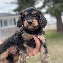 Bandit - Black and tan Cavapoo puppy in Rigby, Idaho from Beagles and Beyond, LLC