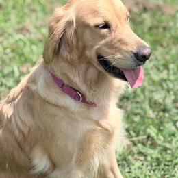 Stalla - Golden Retriever