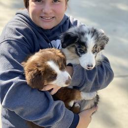 Aussiedoodle and Australian Shepherd Puppies from Annie's Aussies