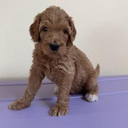 Double Doodle, Goldendoodle, Labradoodle, and Poodle Puppies from Amore Doodles & Poodles