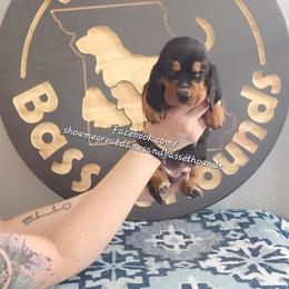 Orange collar - Black tan and white male Basset Hound puppy in Alton, Illinois from Show Me Great Danes and Basset Hounds