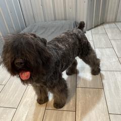 Remi - Bouvier des Flandres