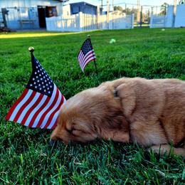 Golden Retriever Puppies from PDA Goldens