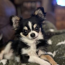 IVY - Chihuahua