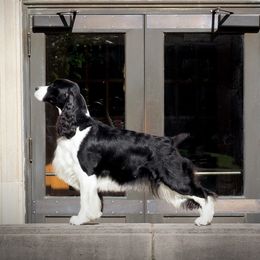 Noir - English Springer Spaniel
