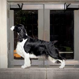 Noir - English Springer Spaniel