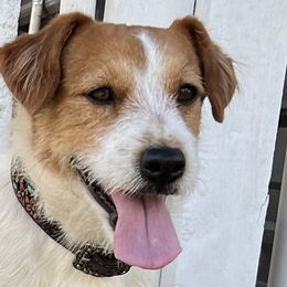 Harry - Russell Terrier