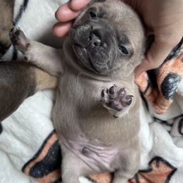 French Bulldog Puppies from Upcountry Frenchies