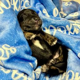 Baby girl 1 - Brindle female Dachshund puppy in El Dorado, Arkansas from LovelylilDoxies