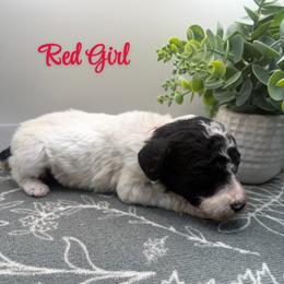 Girl 1 - Parti female Poodle puppy in Travelers Rest, South Carolina from Hampshire Hill’s Standard Poodles