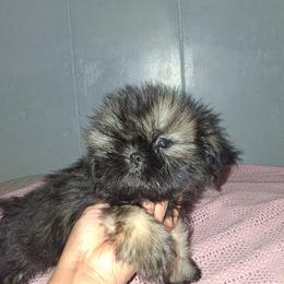 Boy 3 - Black male Shih Tzu puppy in Birmingham, Alabama from K&D kennels