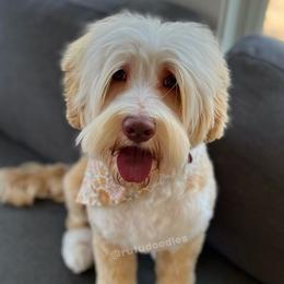 Junie - Australian Labradoodle