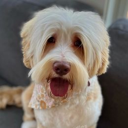 Junie - Australian Labradoodle