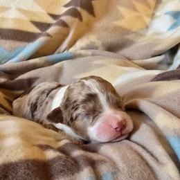 Dawn 7 - Red merle female Aussiedoodle puppy in Redding, California from House Merrills Minis and Doodles